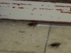 najbolja-reklama-za-gel-za-zohare