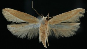 zitni-moljac